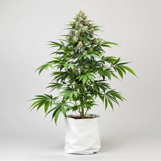 Embalaje de semillas de cannabis Purple Candy — Royal King Seeds España