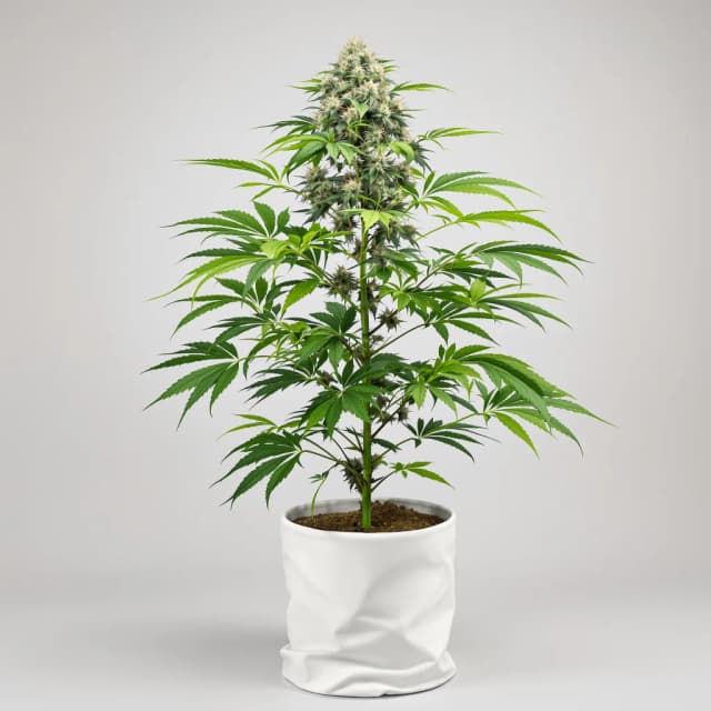 Embalaje de semillas de cannabis Purple Chemdawg — Royal King Seeds España
