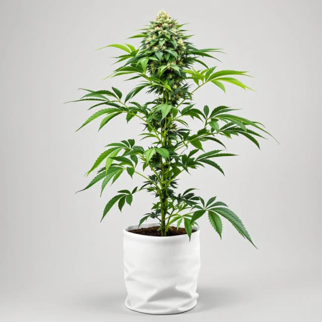 Embalaje de semillas de cannabis Purple Dragon — Royal King Seeds España