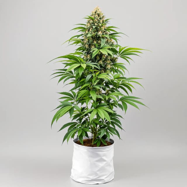 Embalaje de semillas de cannabis Purple Dragon — Royal King Seeds España