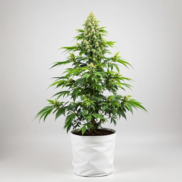 Embalaje de semillas de cannabis Purple Dream — Royal King Seeds España