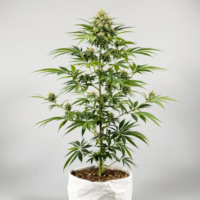Embalaje de semillas de cannabis Purple Gorilla — Royal King Seeds España