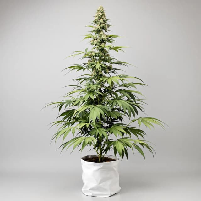 Embalaje de semillas de cannabis Purple Haze — Royal King Seeds España