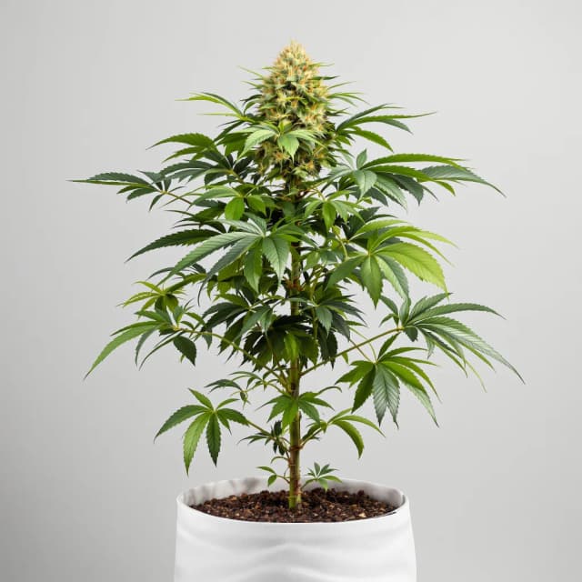 Embalaje de semillas de cannabis Purple Kush — Royal King Seeds España