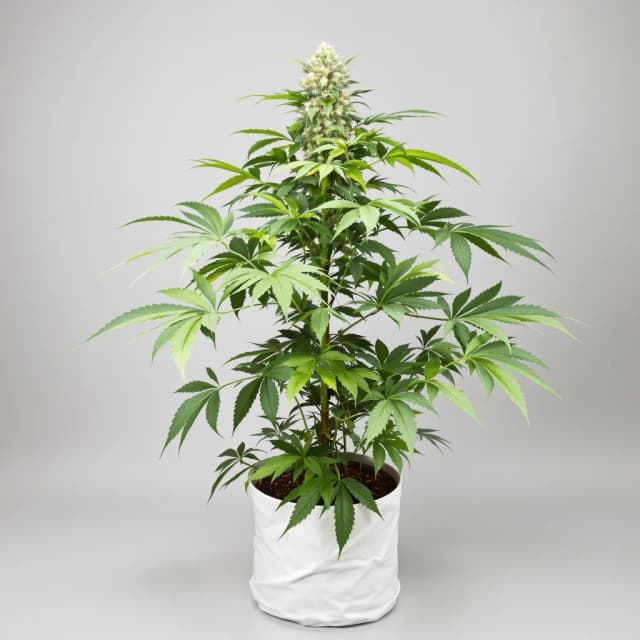 Embalaje de semillas de cannabis Purple Kush — Royal King Seeds España