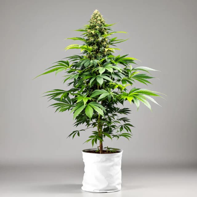 Embalaje de semillas de cannabis Purple Martian Kush — Royal King Seeds España
