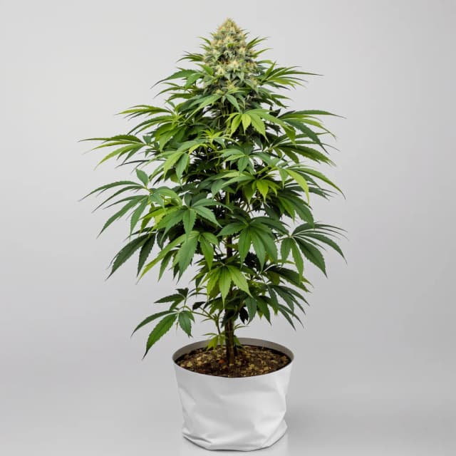 Embalaje de semillas de cannabis Purple Martian Kush — Royal King Seeds España