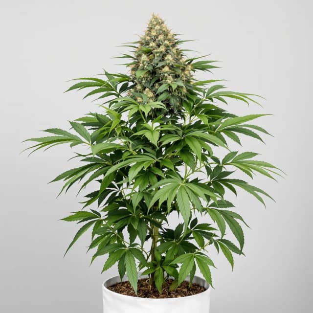 Embalaje de semillas de cannabis Purple Monkey Balls — Royal King Seeds España