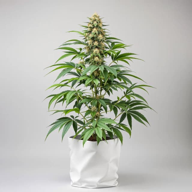 Embalaje de semillas de cannabis Purple Mr. Nice — Royal King Seeds España