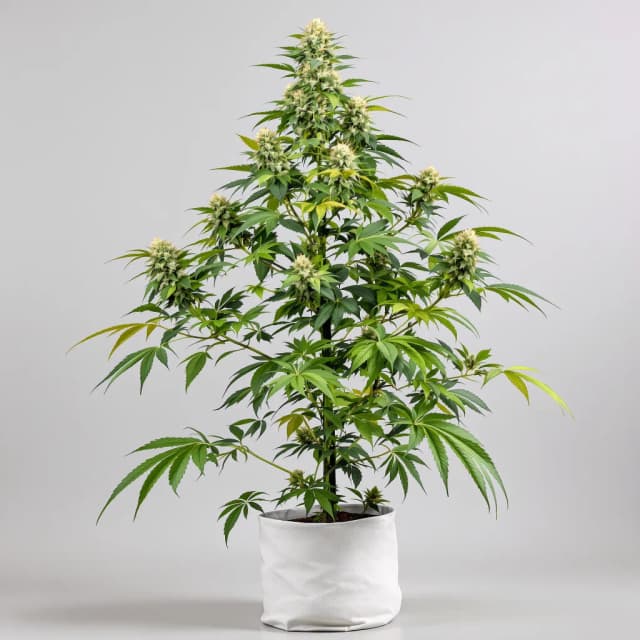 Embalaje de semillas de cannabis Purple Nepal Candy — Royal King Seeds España