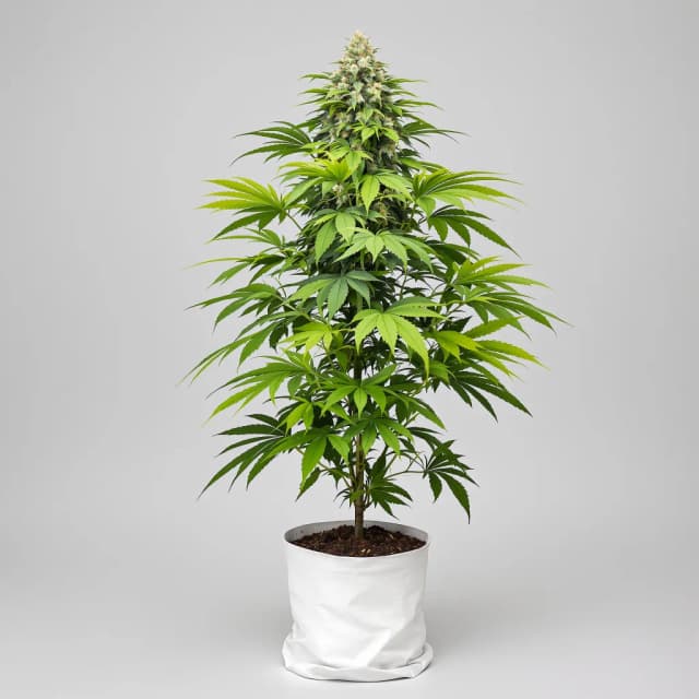 Embalaje de semillas de cannabis Purple Nepal — Royal King Seeds España