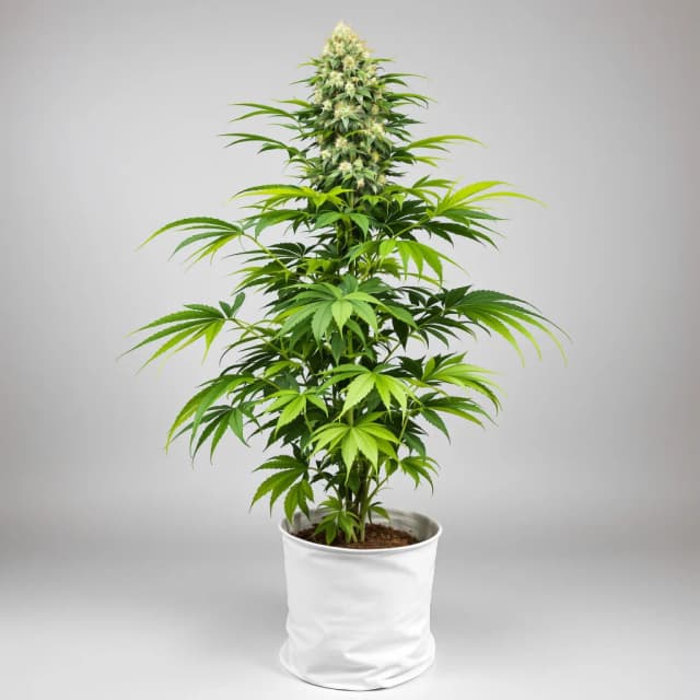 Embalaje de semillas de cannabis Purple OG Kush — Royal King Seeds España