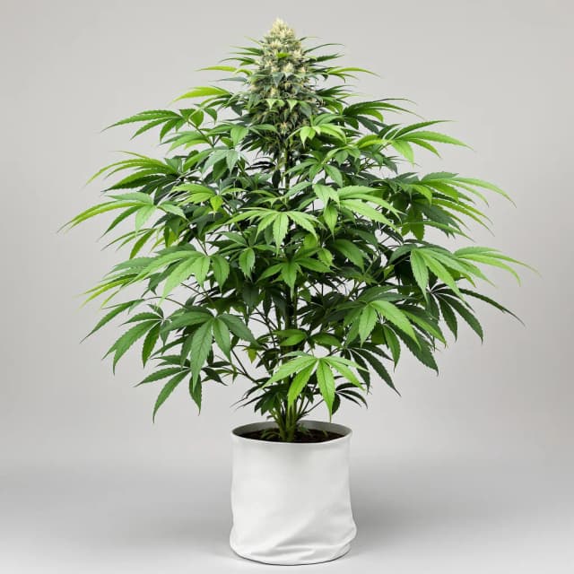 Embalaje de semillas de cannabis Purple Passion — Royal King Seeds España