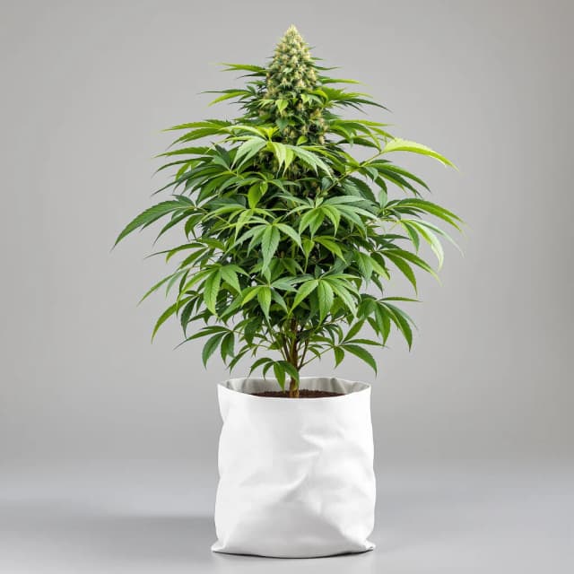 Embalaje de semillas de cannabis Purple Passion — Royal King Seeds España