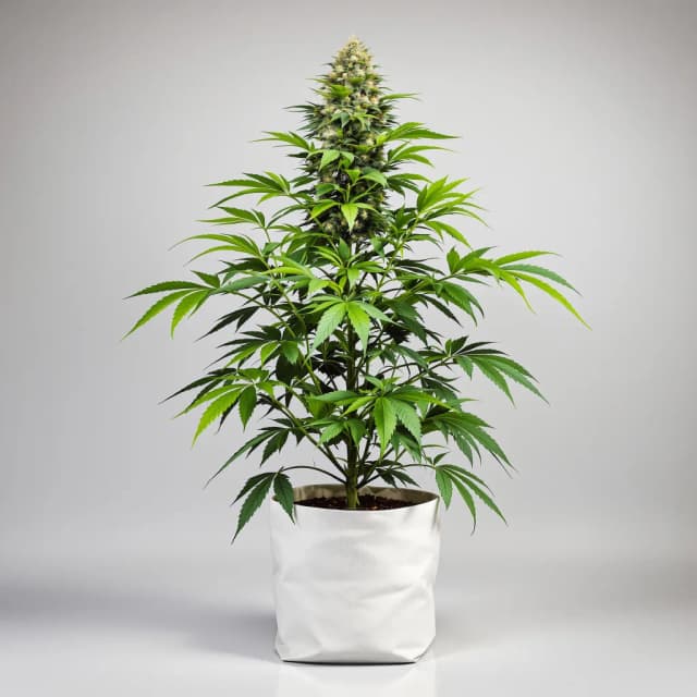 Embalaje de semillas de cannabis Purple People Eater — Royal King Seeds España
