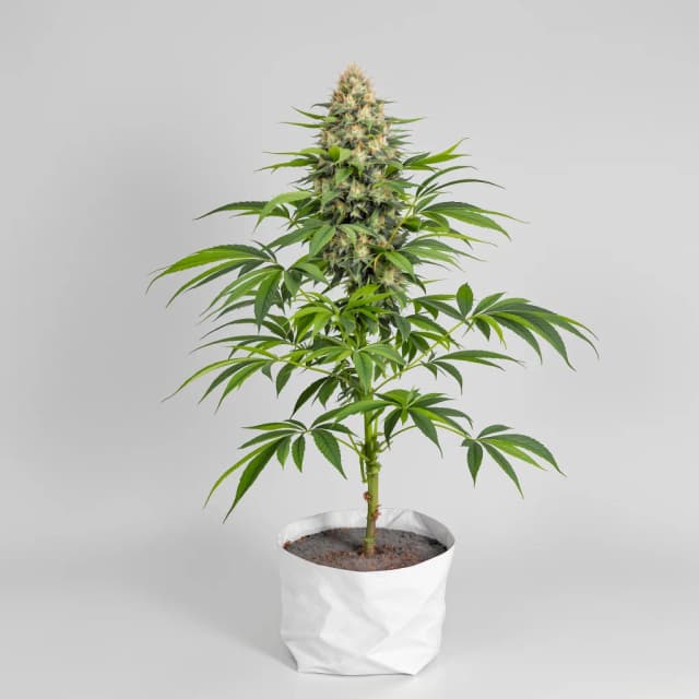 Embalaje de semillas de cannabis Purple Punch — Royal King Seeds España