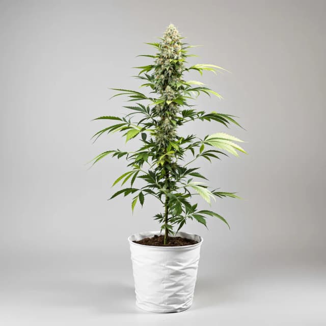 Embalaje de semillas de cannabis Purple Skunk — Royal King Seeds España