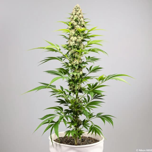 Embalaje de semillas de cannabis Purple Skunk — Royal King Seeds España