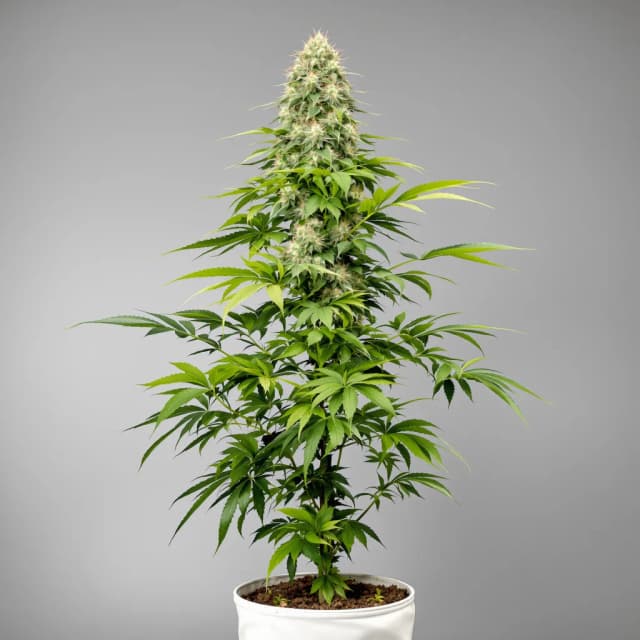 Embalaje de semillas de cannabis Purple Sour Diesel — Royal King Seeds España