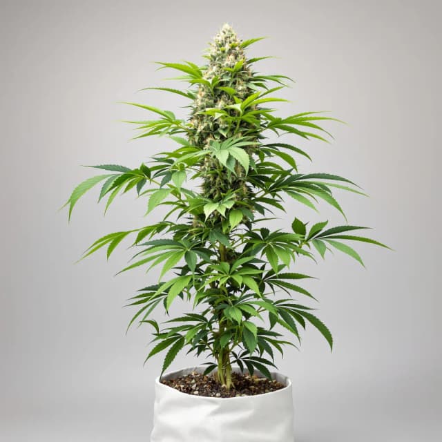 Embalaje de semillas de cannabis Purple Star — Royal King Seeds España