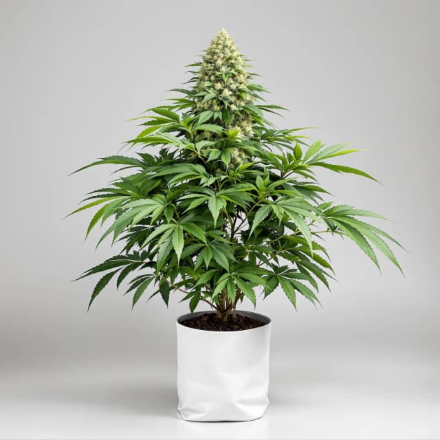 Embalaje de semillas de cannabis Purple Star — Royal King Seeds España