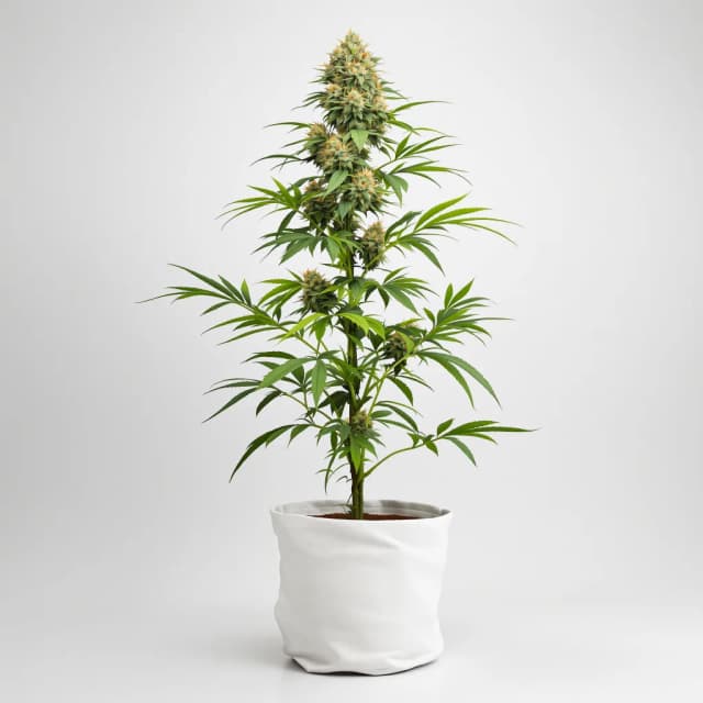 Embalaje de semillas de cannabis Purple Voodoo — Royal King Seeds España