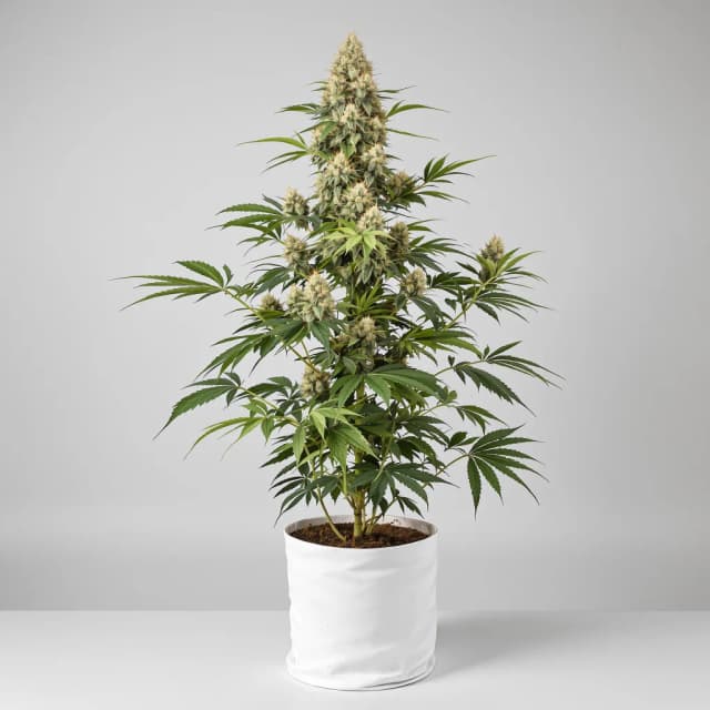 Embalaje de semillas de cannabis Purple Voodoo — Royal King Seeds España