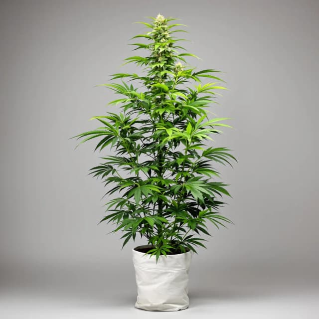 Embalaje de semillas de cannabis Purple Wreck — Royal King Seeds España