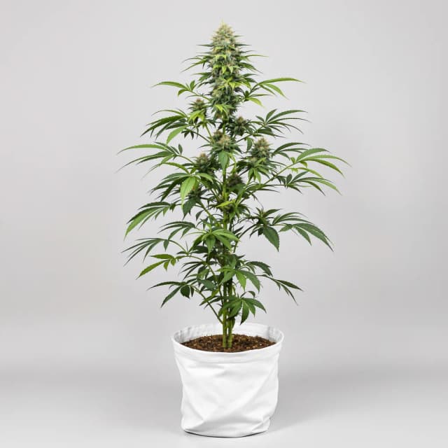 Embalaje de semillas de cannabis Qrazy Train — Royal King Seeds España