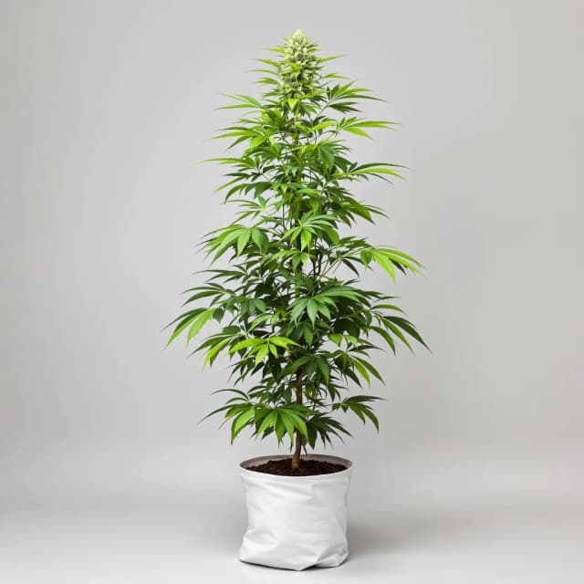 Embalaje de semillas de cannabis Quantum Kush — Royal King Seeds España