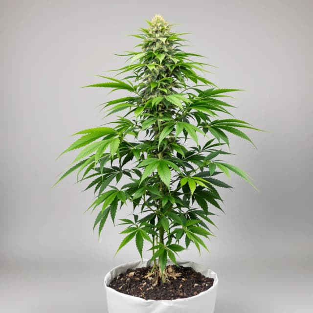 Embalaje de semillas de cannabis Querkle — Royal King Seeds España