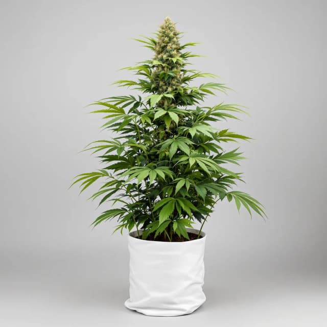 Embalaje de semillas de cannabis Quin-N-Tonic — Royal King Seeds España