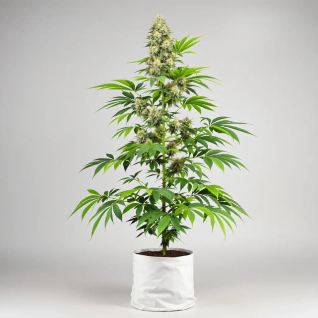 Embalaje de semillas de cannabis Rainbow Kush — Royal King Seeds España