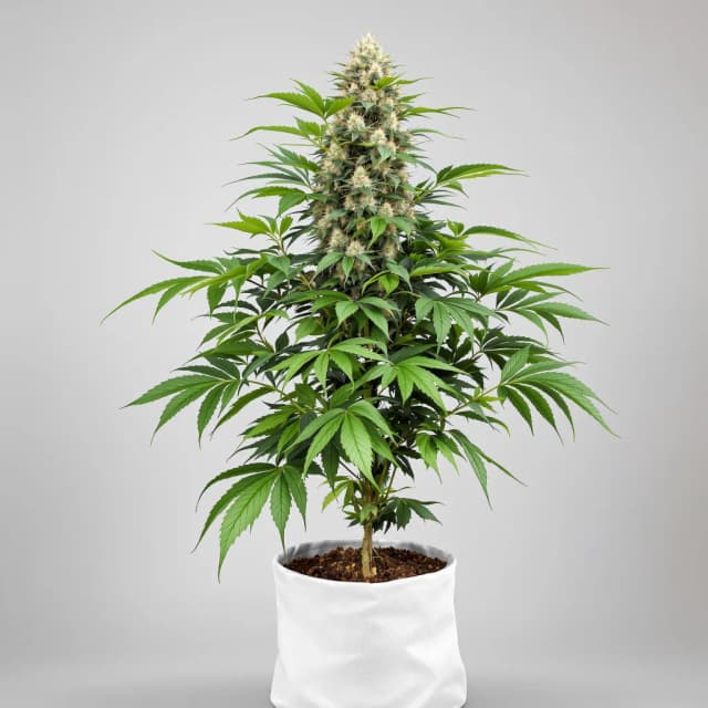 Embalaje de semillas de cannabis Raisinberry — Royal King Seeds España