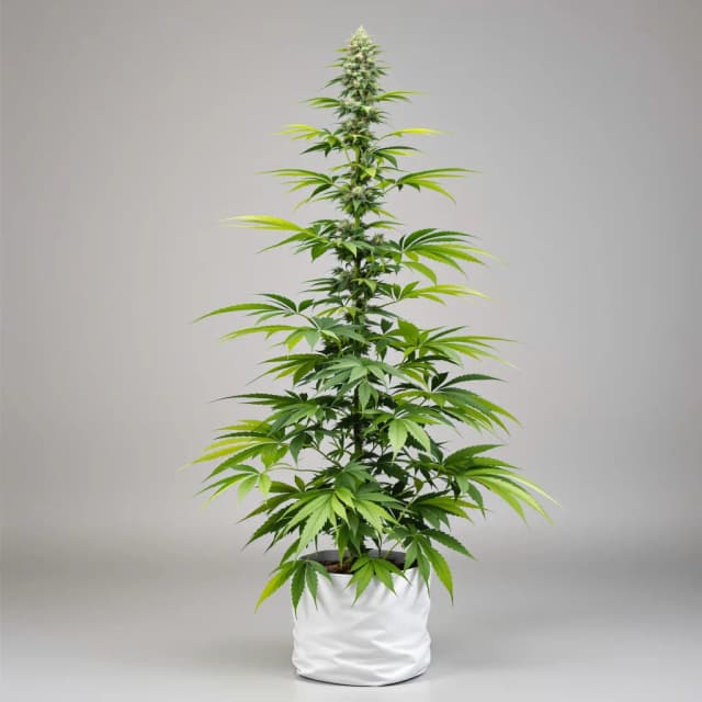 Embalaje de semillas de cannabis Raspberry Cough Kush — Royal King Seeds España