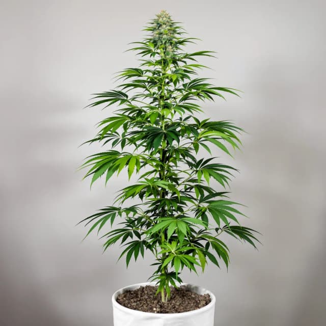 Embalaje de semillas de cannabis Raspberry Cough Kush — Royal King Seeds España
