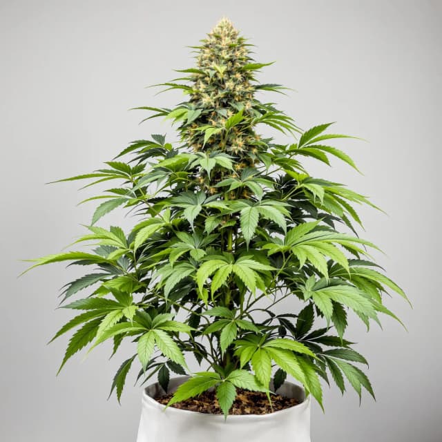 Embalaje de semillas de cannabis Reclining Buddha — Royal King Seeds España