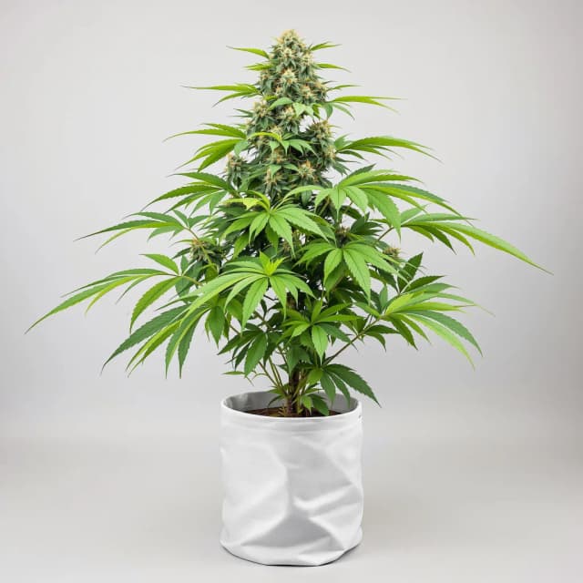 Embalaje de semillas de cannabis Red Bruce — Royal King Seeds España