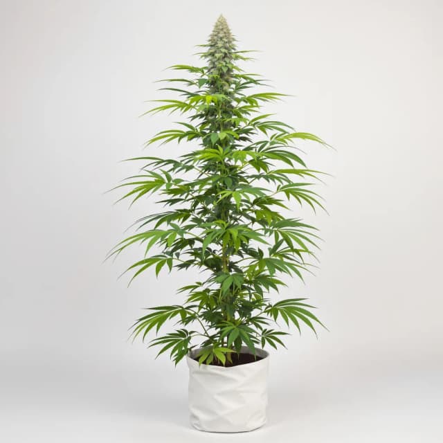 Embalaje de semillas de cannabis Red Congolese — Royal King Seeds España