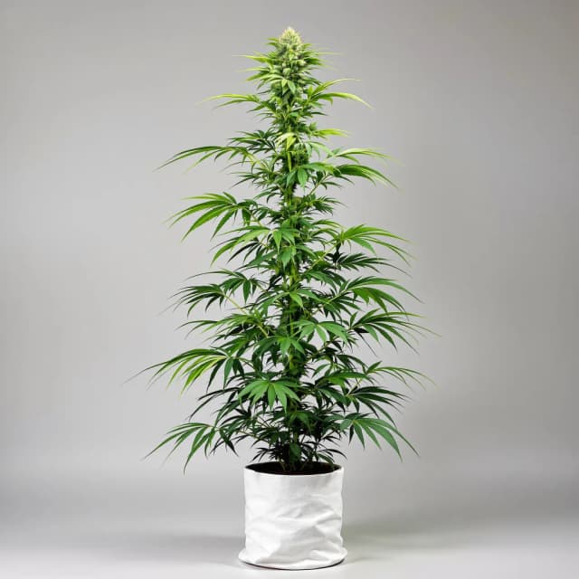Embalaje de semillas de cannabis Red Headed Stranger — Royal King Seeds España