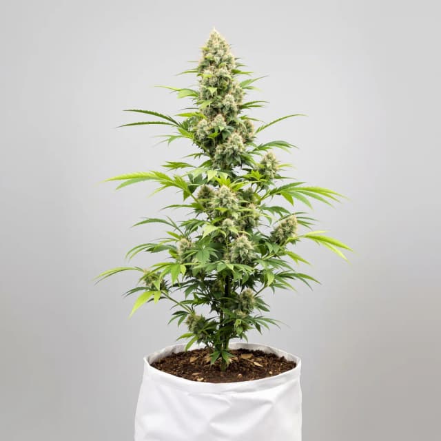 Embalaje de semillas de cannabis Red Widow — Royal King Seeds España