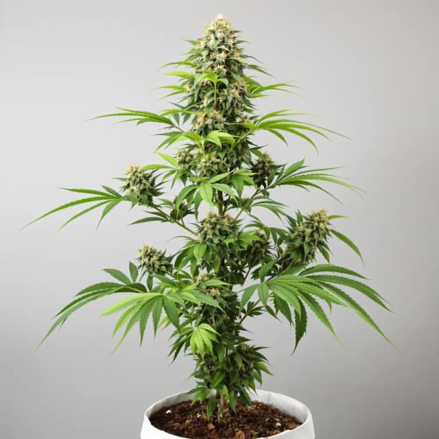 Embalaje de semillas de cannabis Reign Man — Royal King Seeds España