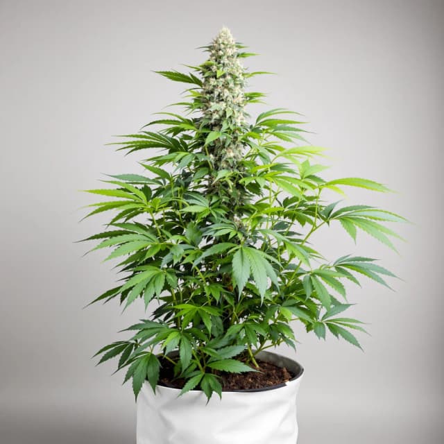 Embalaje de semillas de cannabis Remedy — Royal King Seeds España