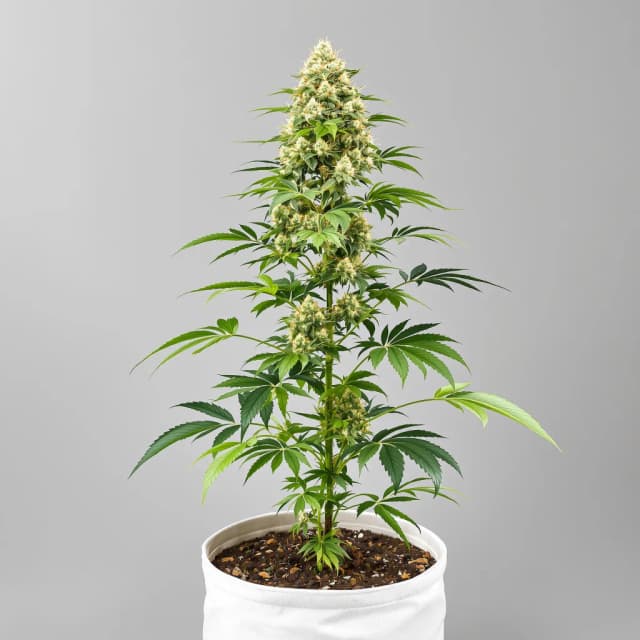 Embalaje de semillas de cannabis Remedy CBD — Royal King Seeds España