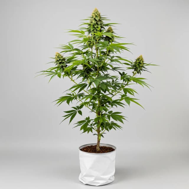Embalaje de semillas de cannabis Rene Mist — Royal King Seeds España
