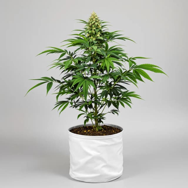 Embalaje de semillas de cannabis Reserve L.A.K. Federal — Royal King Seeds España