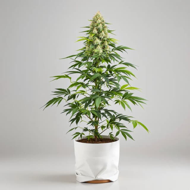 Embalaje de semillas de cannabis Ringos Gift CBD — Royal King Seeds España