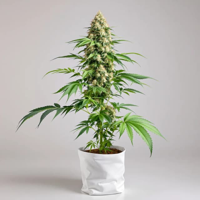 Embalaje de semillas de cannabis Rip City Purps — Royal King Seeds España