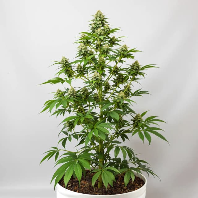 Embalaje de semillas de cannabis Ripped Bubba — Royal King Seeds España