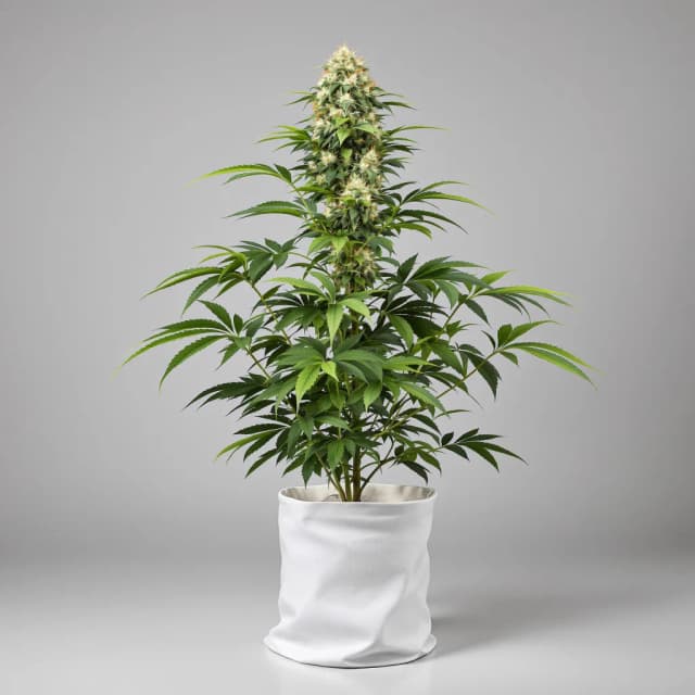 Embalaje de semillas de cannabis Rob Ford Kush — Royal King Seeds España